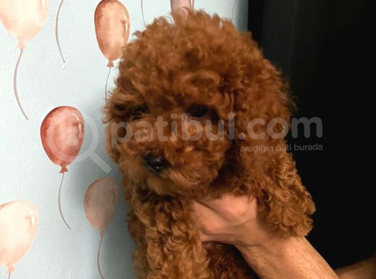 Toy Poodle Yavrulari Di̇şi̇ 