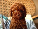Toy Poodle Bebeğimmm