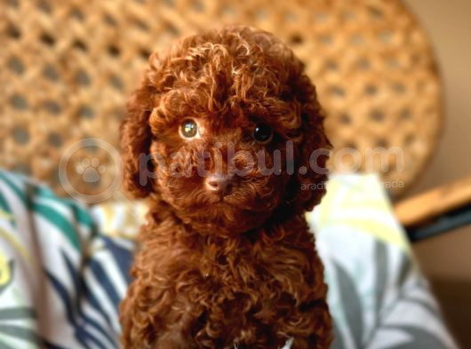 Toy Poodle Bebeğimmm görsel