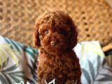 Toy Poodle Bebeğimmm