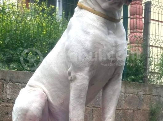 Güç Sevenlere American Bulldog Yavrularımız Son 2 Adet görsel