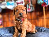 En Akıllı Apartman Köpeği A Scrli̇ Toy Poodle