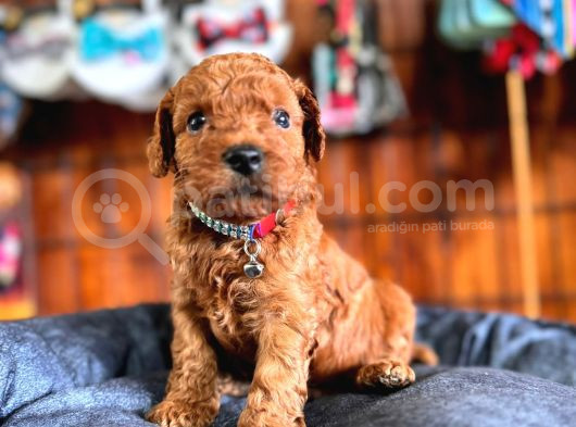 En Akıllı Apartman Köpeği A Scrli̇ Toy Poodle görsel