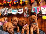 En Akıllı Apartman Köpeği A Scrli̇ Toy Poodle