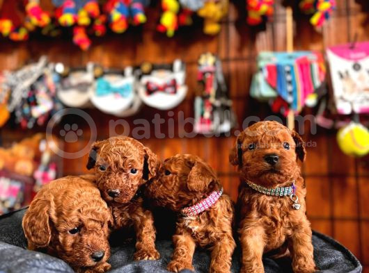 En Akıllı Apartman Köpeği A Scrli̇ Toy Poodle görsel