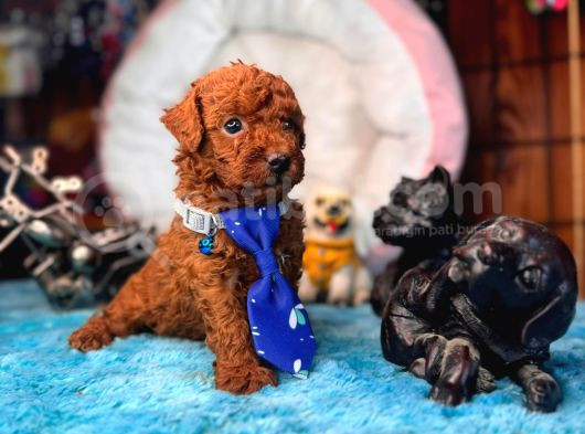 En Akıllı Apartman Köpeği A Scrli̇ Toy Poodle
