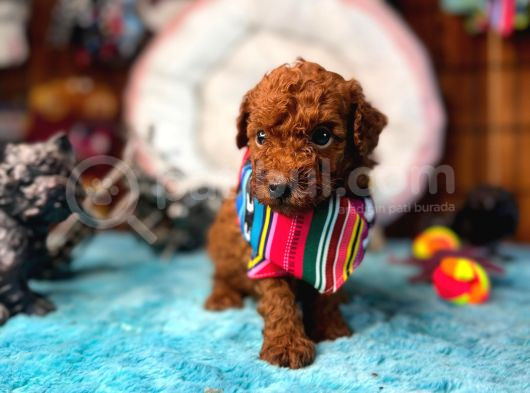 En Akıllı Apartman Köpeği A Scrli̇ Toy Poodle görsel