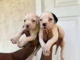 Güç Sevenlere American Bulldog Yavrularımız Son 2 Adet