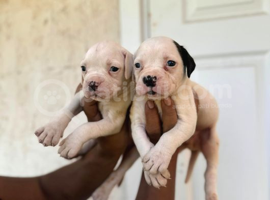 Güç Sevenlere American Bulldog Yavrularımız Son 2 Adet görsel