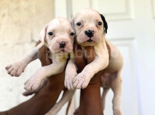 Güç Sevenlere American Bulldog Yavrularımız Son 2 Adet görsel