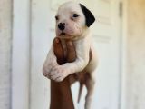 Güç sevenlere american bulldog yavrularımız son 2 adet