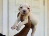 Güç Sevenlere American Bulldog Yavrularımız Son 2 Adet