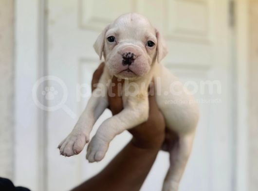 Güç Sevenlere American Bulldog Yavrularımız Son 2 Adet görsel