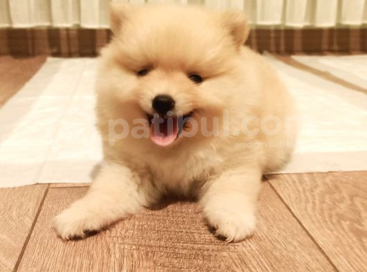 Eğitimli Pomerian Boo Yavrum görsel