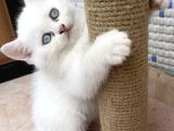Safkan British Longhair Taby