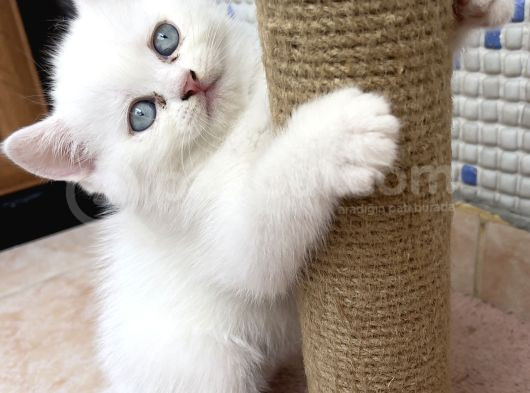 Safkan British Longhair Taby görsel