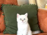Aşiri Sevi̇mli̇ Hari̇ka Göz Rengi̇nde Bri̇ti̇sh Si̇lver