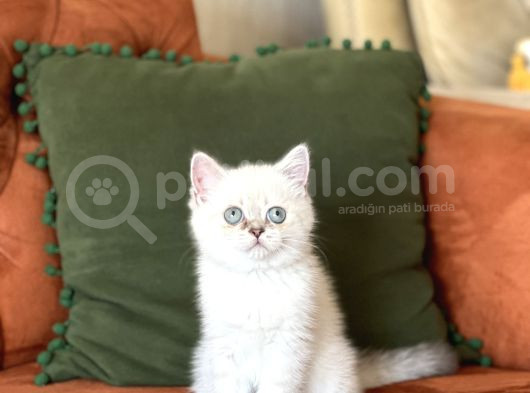 Aşiri Sevi̇mli̇ Hari̇ka Göz Rengi̇nde Bri̇ti̇sh Si̇lver görsel