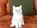 Aşiri Sevi̇mli̇ Hari̇ka Göz Rengi̇nde Bri̇ti̇sh Si̇lver