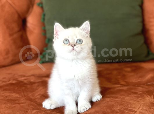 Aşiri Sevi̇mli̇ Hari̇ka Göz Rengi̇nde Bri̇ti̇sh Si̇lver görsel