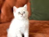 Aşiri Sevi̇mli̇ Hari̇ka Göz Rengi̇nde Bri̇ti̇sh Si̇lver