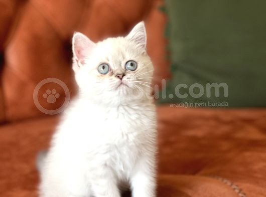 Aşiri Sevi̇mli̇ Hari̇ka Göz Rengi̇nde Bri̇ti̇sh Si̇lver görsel
