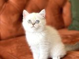 Aşiri Sevi̇mli̇ Hari̇ka Göz Rengi̇nde Bri̇ti̇sh Si̇lver