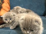 British Shorthair Yavruları 40 GÜNLÜK