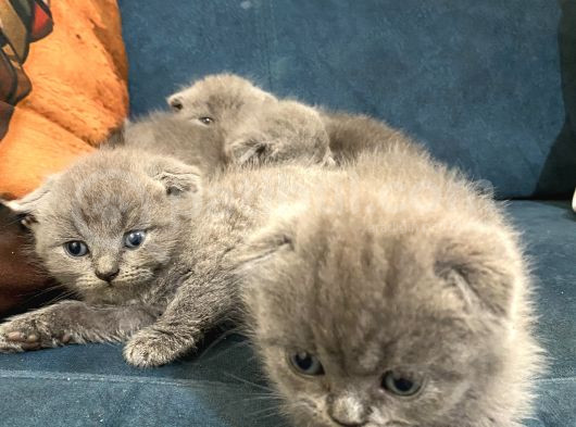 British Shorthair Yavruları 40 Günlük
