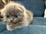 British Shorthair Yavruları 40 Günlük