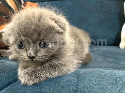 British Shorthair Yavruları 40 Günlük görsel