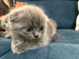 British Shorthair Yavruları 40 Günlük