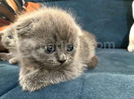 British Shorthair Yavruları 40 Günlük görsel