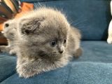 British Shorthair Yavruları 40 Günlük