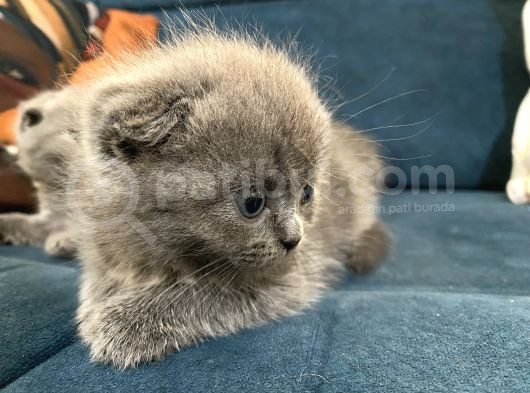 British Shorthair Yavruları 40 Günlük görsel