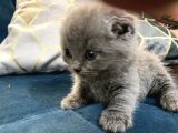 British Shorthair Yavruları 40 Günlük