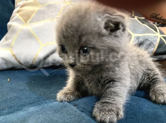 British Shorthair Yavruları 40 Günlük görsel