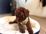 Eğitimli Anneden A Scr Toy Poodle