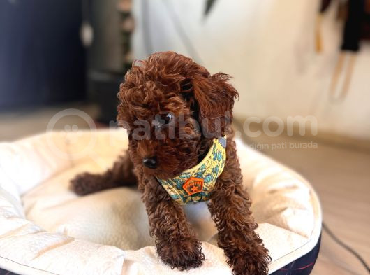 Eğitimli Anneden A Scr Toy Poodle görsel