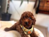 Eğitimli Anneden A Scr Toy Poodle