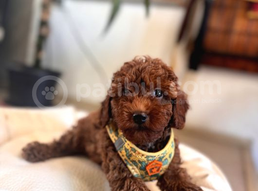 Eğitimli Anneden A Scr Toy Poodle görsel