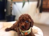 Eğitimli Anneden A Scr Toy Poodle