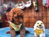 Eğitimli Anneden A Scr Toy Poodle