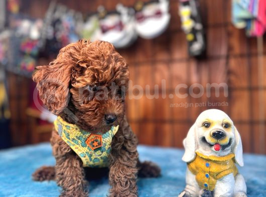 Eğitimli Anneden A Scr Toy Poodle görsel