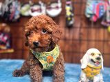 Eğitimli Anneden A scr Toy Poodle