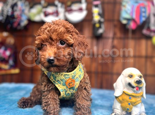 Eğitimli Anneden A Scr Toy Poodle