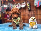 Eğitimli Anneden A Scr Toy Poodle