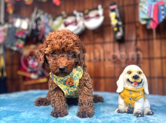 Eğitimli Anneden A Scr Toy Poodle görsel