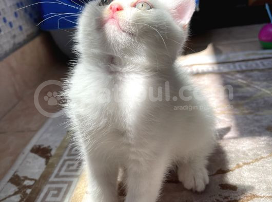 Safkan British Longhair Taby