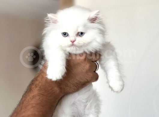 Orji̇nal Bri̇ti̇sh Longhai̇r Her İle Gönderi̇m görsel